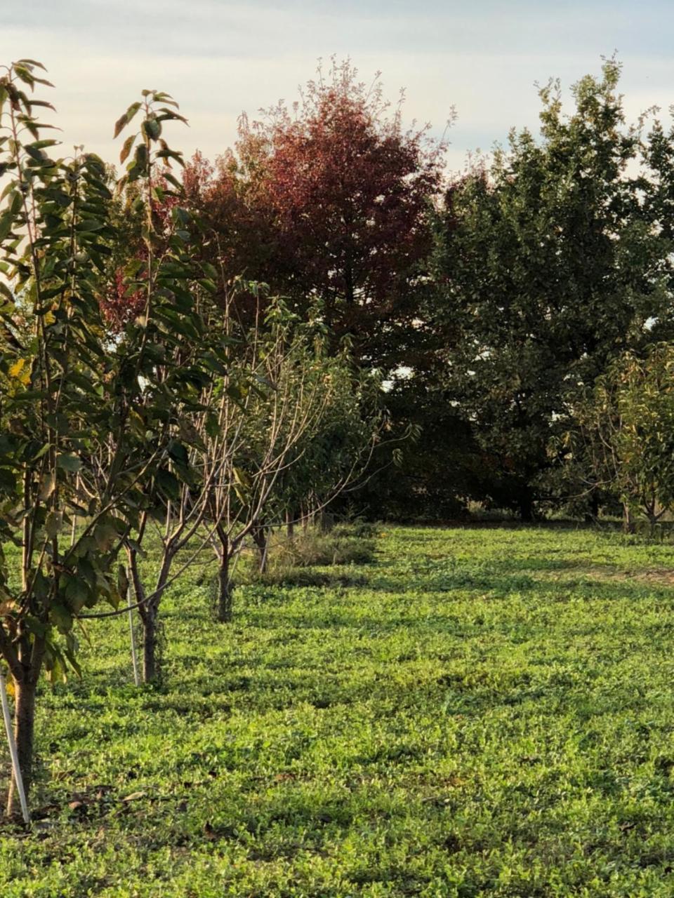 Villa Cascina San Giorgio à Valenza Extérieur photo